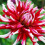 FRIQUOLET CACTUS DAHLIA 2