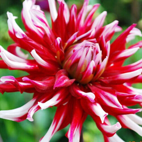 FRIQUOLET CACTUS DAHLIA 1