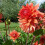 ORANGE NUGGET  DEORATIVE DAHLIA (BORDER TYPE) 2