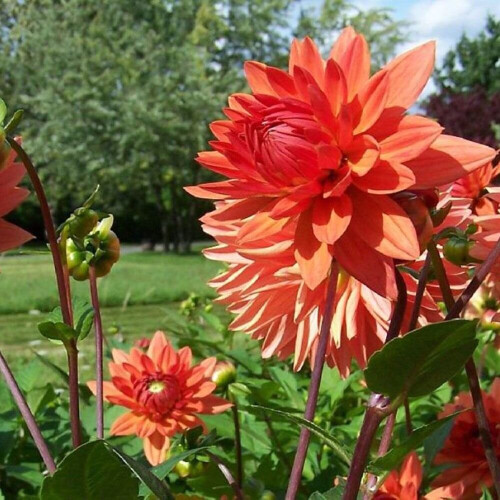 ORANGE NUGGET  DEORATIVE DAHLIA (BORDER TYPE) 1