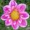 HARTENAAS  DAHLIA 1