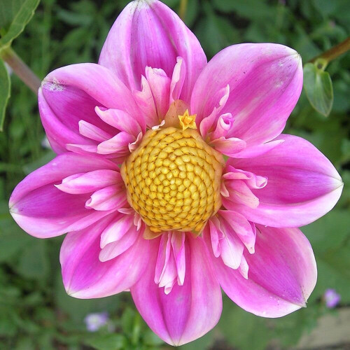 HARTENAAS  DAHLIA