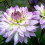 CRAZY LOVE  DAHLIA (BORDER TYPE) 3