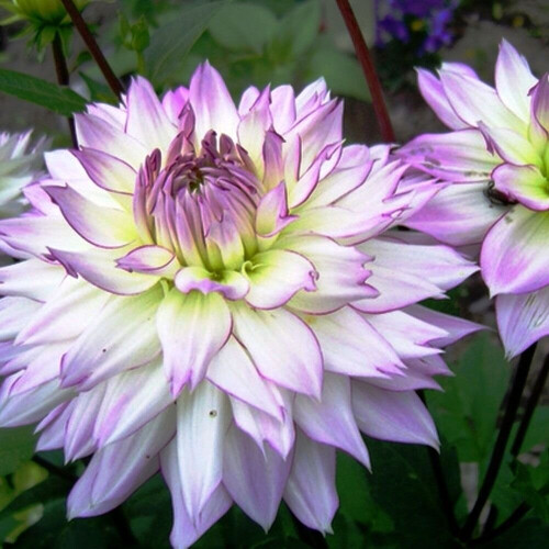 CRAZY LOVE  DAHLIA (BORDER TYPE) 2