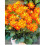 ALSTERGRUSZ  DAHLIA 3