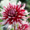 FRIQUOLET CACTUS DAHLIA 3