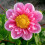HARTENAAS  DAHLIA 2