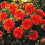 ORANGE NUGGET  DEORATIVE DAHLIA (BORDER TYPE) 3