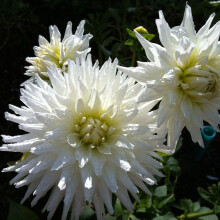 WHITE STAR CACTUS DAHLIA