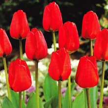 Ready Potted 1 Litre Pot APELDOORN DARWIN HYBRID TULIPS