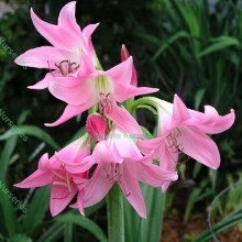 Ready Potted 1 Litre Pot Crinum Powelli Rosea Pink Spider Lily