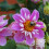 HARTENAAS  DAHLIA 3