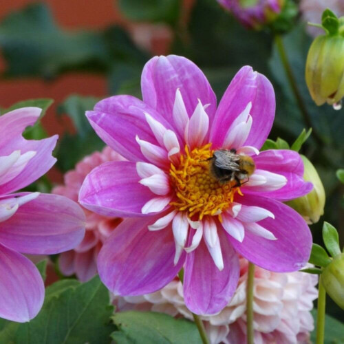 HARTENAAS  DAHLIA 2