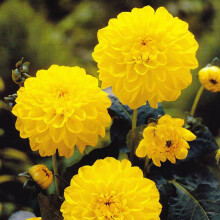 SISA DEORATIVE DAHLIA (BORDER TYPE)