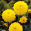 SISA DEORATIVE DAHLIA (BORDER TYPE) 1