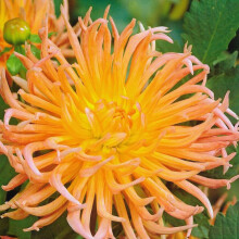 SHINING STAR CACTUS DAHLIA