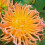 SHINING STAR CACTUS DAHLIA 1