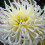 WHITE STAR CACTUS DAHLIA 2