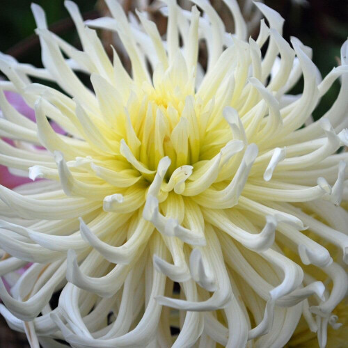 WHITE STAR CACTUS DAHLIA 1