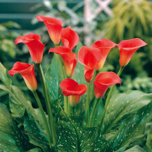 Ready Potted 1 Litre Pot ZANTEDESCHIA MAJESTIC RED CALLA (Arum) Lily )