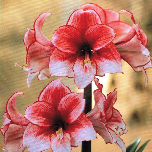 Indoor Amaryllis Hippeastrum - Charisma