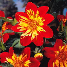 LA GIOCONDA DAHLIA