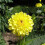 SISA DEORATIVE DAHLIA (BORDER TYPE) 2