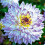 CRAZY LOVE  DAHLIA (BORDER TYPE) 1