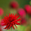 SHINING STAR CACTUS DAHLIA 2