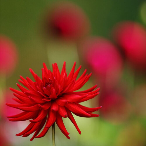 SHINING STAR CACTUS DAHLIA 1