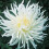 WHITE STAR CACTUS DAHLIA 3