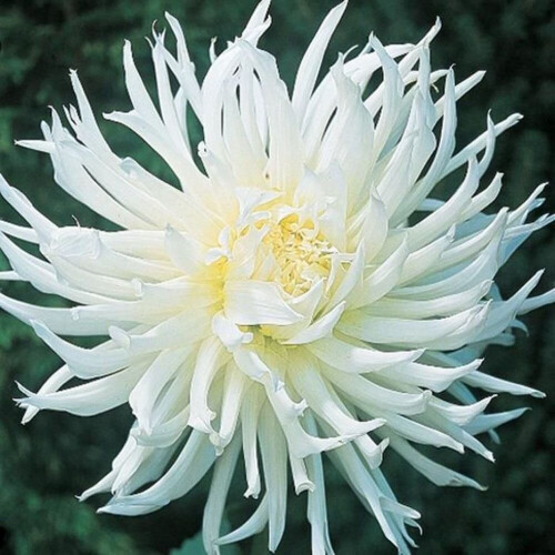 WHITE STAR CACTUS DAHLIA 2