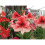 Indoor Amaryllis Hippeastrum - Charisma 2