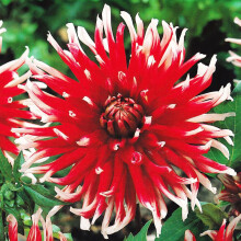 FRIQUOLET CACTUS DAHLIA
