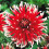 FRIQUOLET CACTUS DAHLIA 1