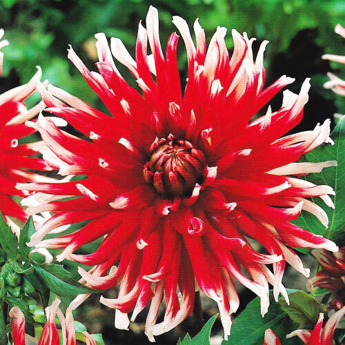FRIQUOLET CACTUS DAHLIA