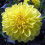SISA DEORATIVE DAHLIA (BORDER TYPE) 3