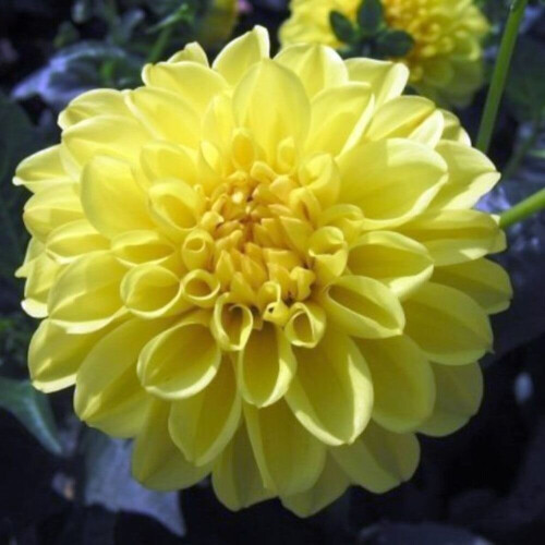 SISA DEORATIVE DAHLIA (BORDER TYPE) 2