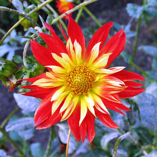 LA GIOCONDA   DAHLIA 1