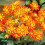 ALSTERGRUSZ  DAHLIA 1