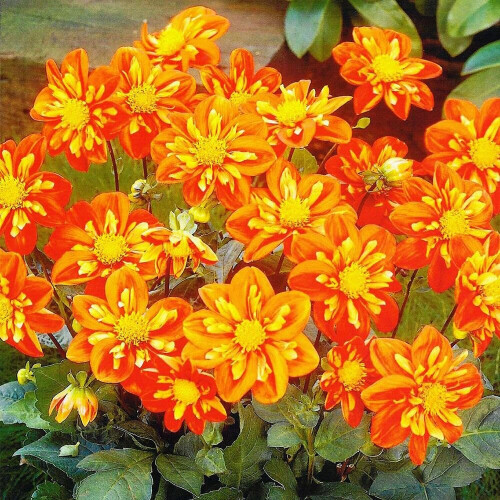 ALSTERGRUSZ  DAHLIA