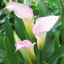 Ready Potted 1 Litre Pot ZANTEDESCHIA CRYSTAL BLUSH CALLA (Arum) Lily