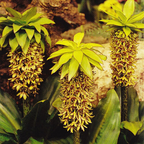 Ready Potted 1 Litre Pot  Eucomis Bi-Colour (Pineapple Lily) 1
