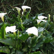 Ready Potted 1 Litre Pot ZANTEDESCHIA WHITE CALLA (Arum) Lily