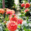 ORANGE NUGGET  DEORATIVE DAHLIA (BORDER TYPE) 1