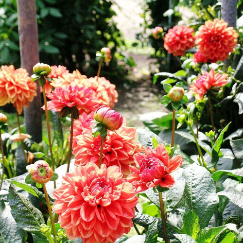 ORANGE NUGGET  DEORATIVE DAHLIA (BORDER TYPE)