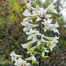 Ready Potted CARDIOCRINUM GIGANTEUM GIANT HIMALAYAN LILY