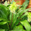 Ready Potted 1 Litre Pot  Eucomis Bi-Colour (Pineapple Lily) 3