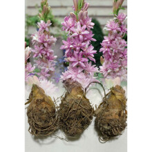 1-10 POLIANTHES PINK SAPHIRE SEMI-DOUBLE (TUBEROSA) BULBS FRAGRANT PERENNIAL