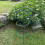 Selections Pack of 5 Conical Garden Plant Support Rings (48cm) 7